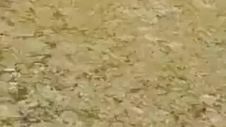 الثلاثي محلية الصنع سيارة ديوث